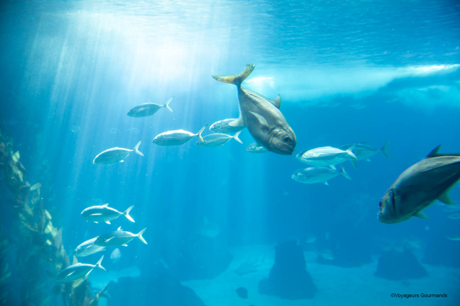 aquarium de lisbonne 19