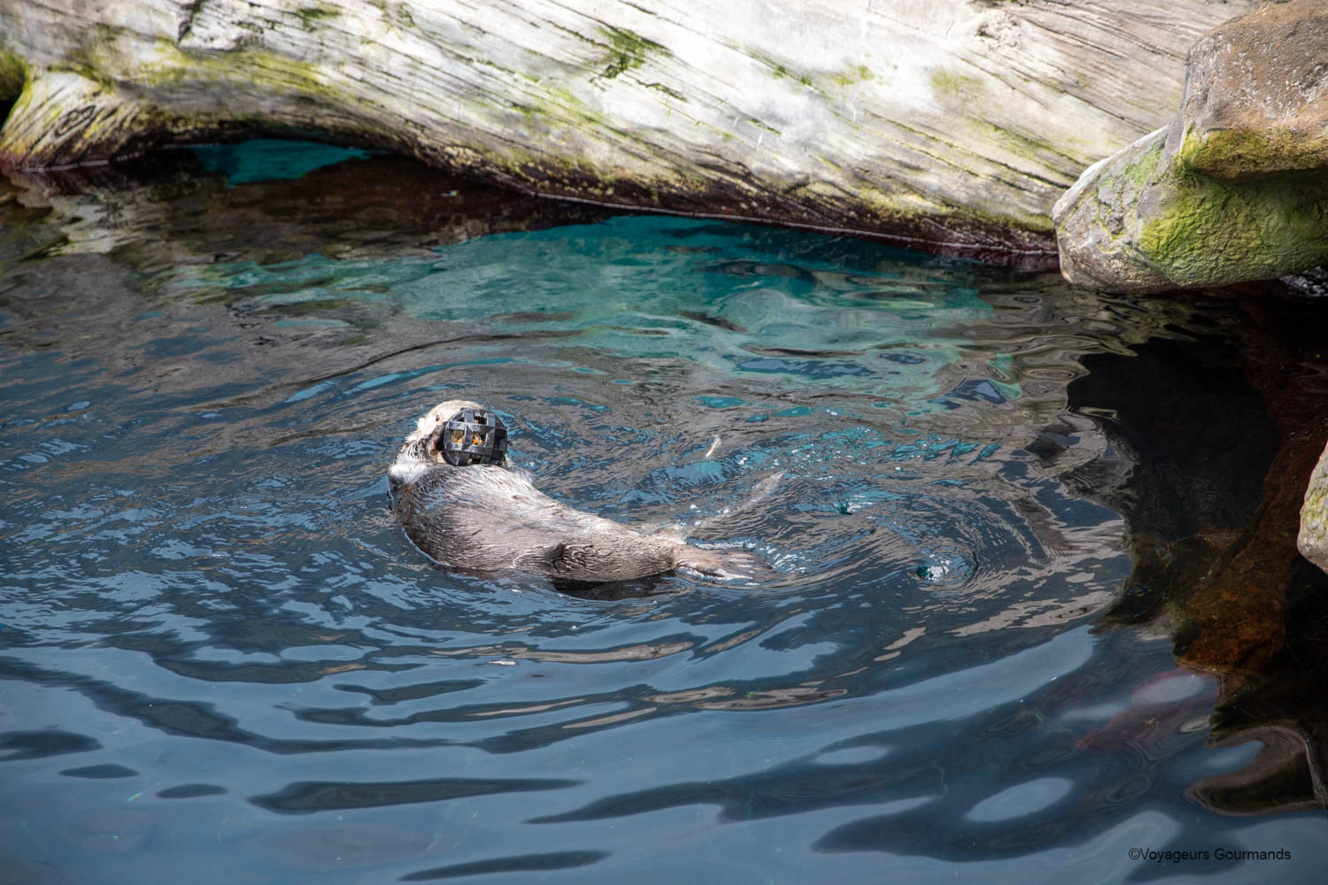 aquarium de lisbonne