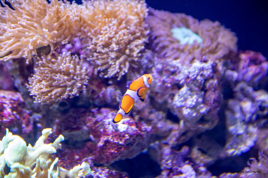 aquarium de lisbonne 22