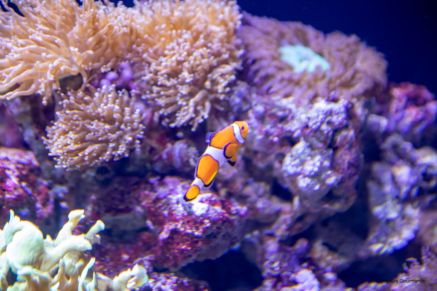 Aquarium de Lisbonne : guide complet + mon avis sur l’Oceanário de Lisboa