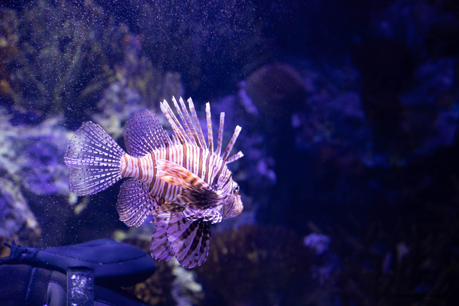 aquarium de lisbonne 23