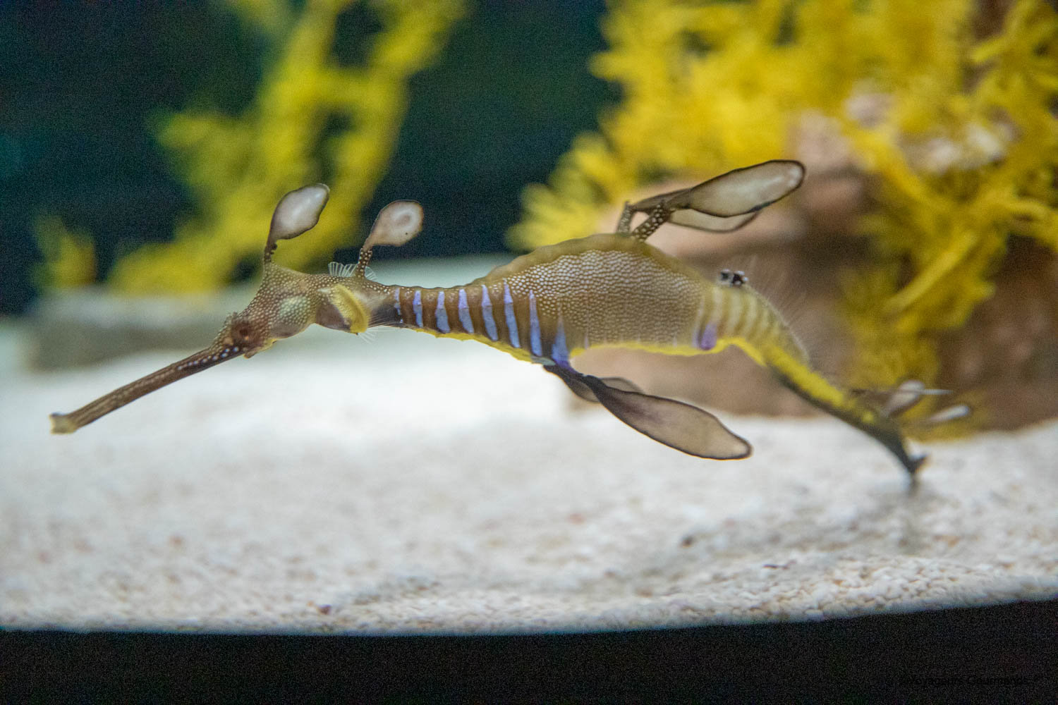 aquarium de lisbonne 24