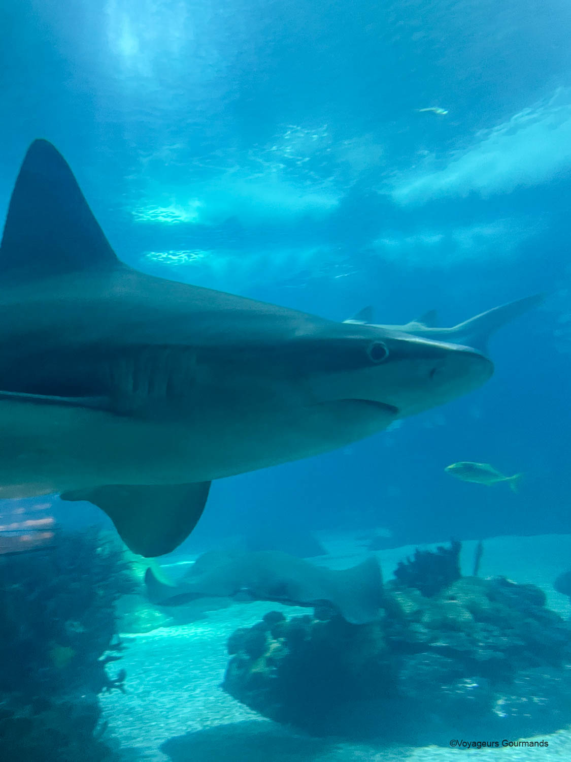 aquarium de lisbonne 26