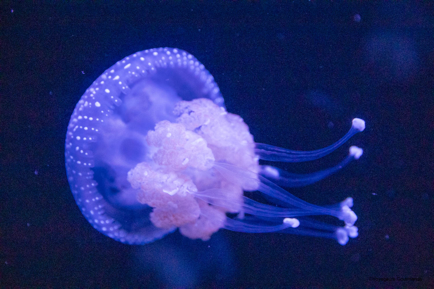 aquarium de lisbonne 27