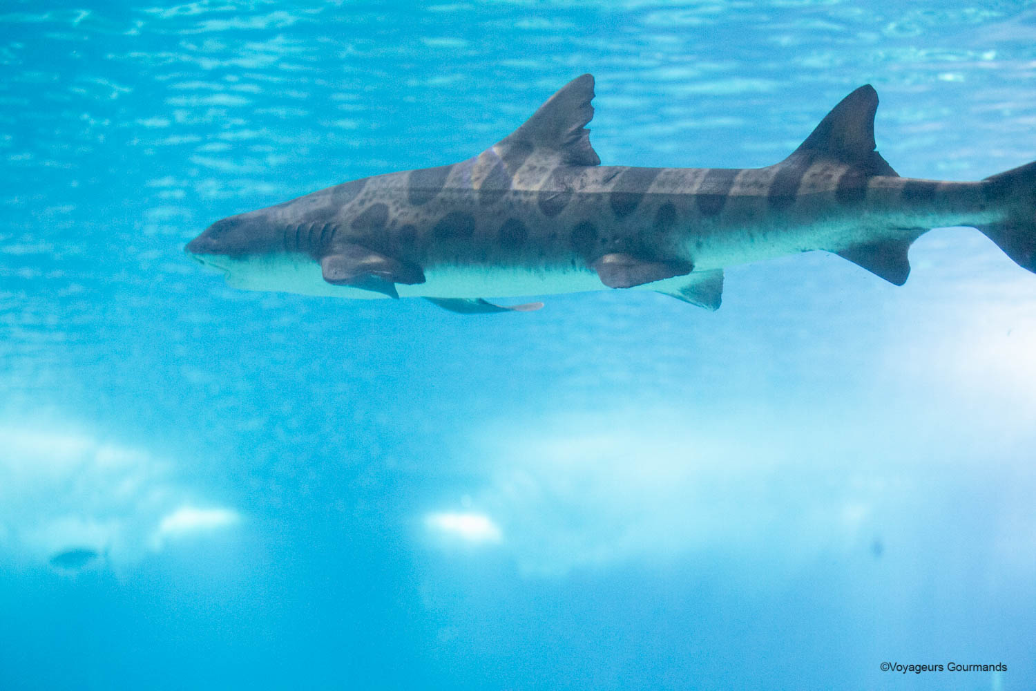 aquarium de lisbonne