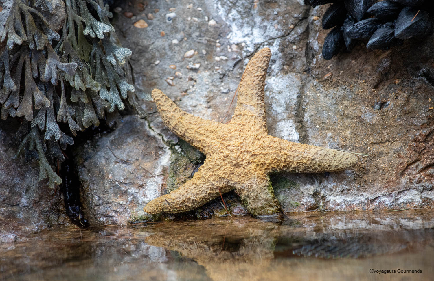 aquarium de lisbonne