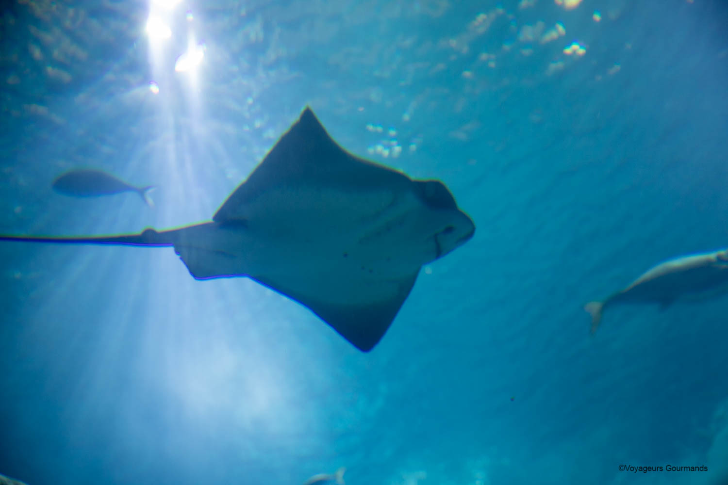 aquarium de lisbonne