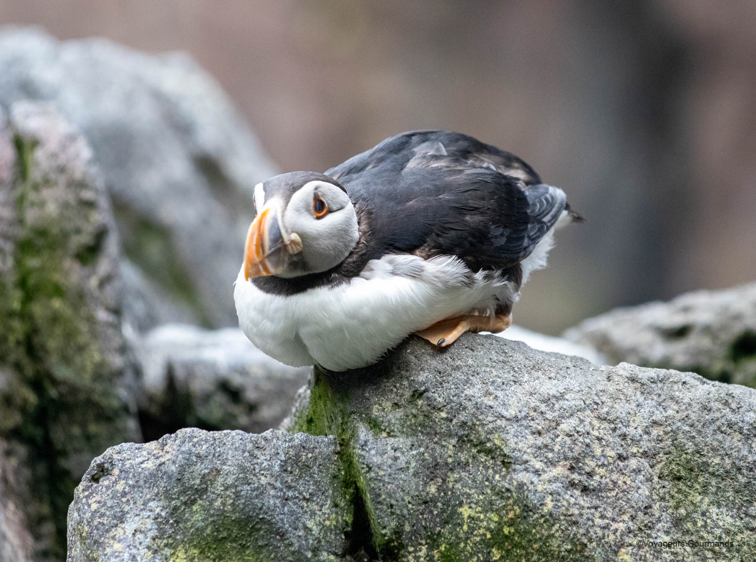 aquarium de lisbonne