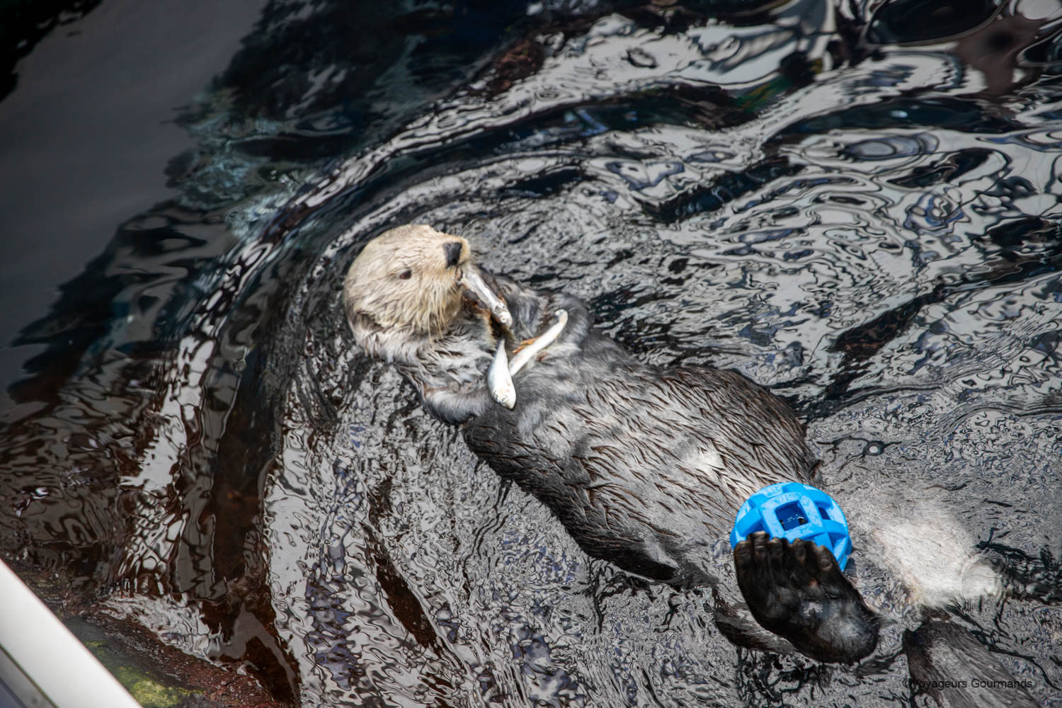 aquarium de lisbonne
