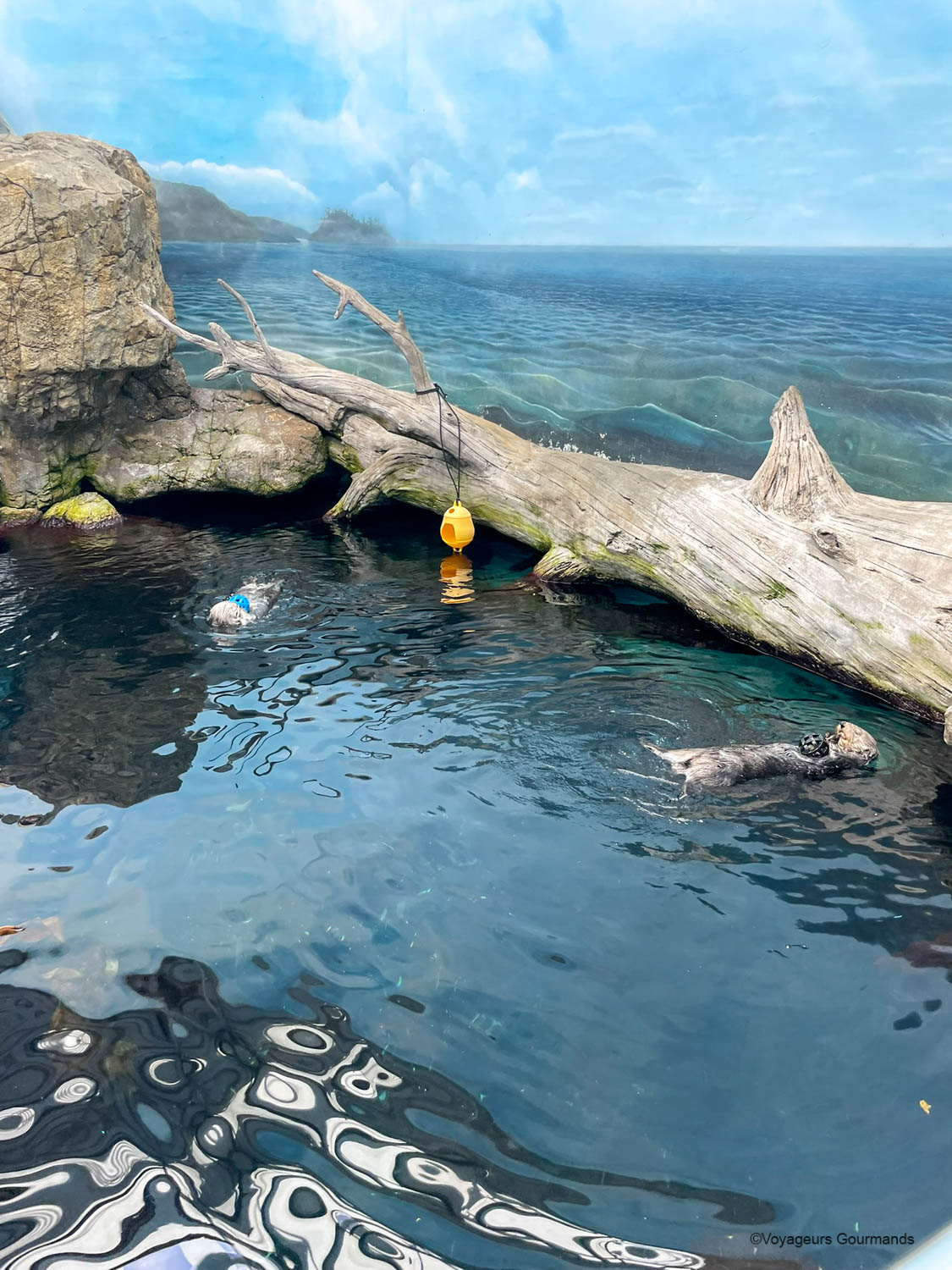 aquarium de lisbonne