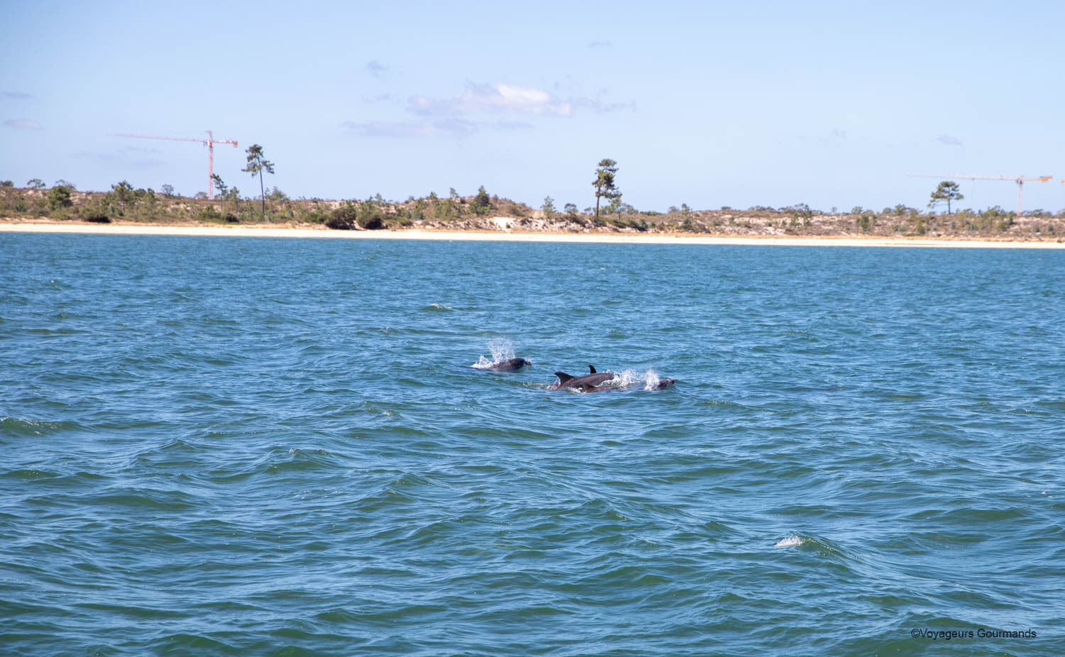 dauphins a setubal 10