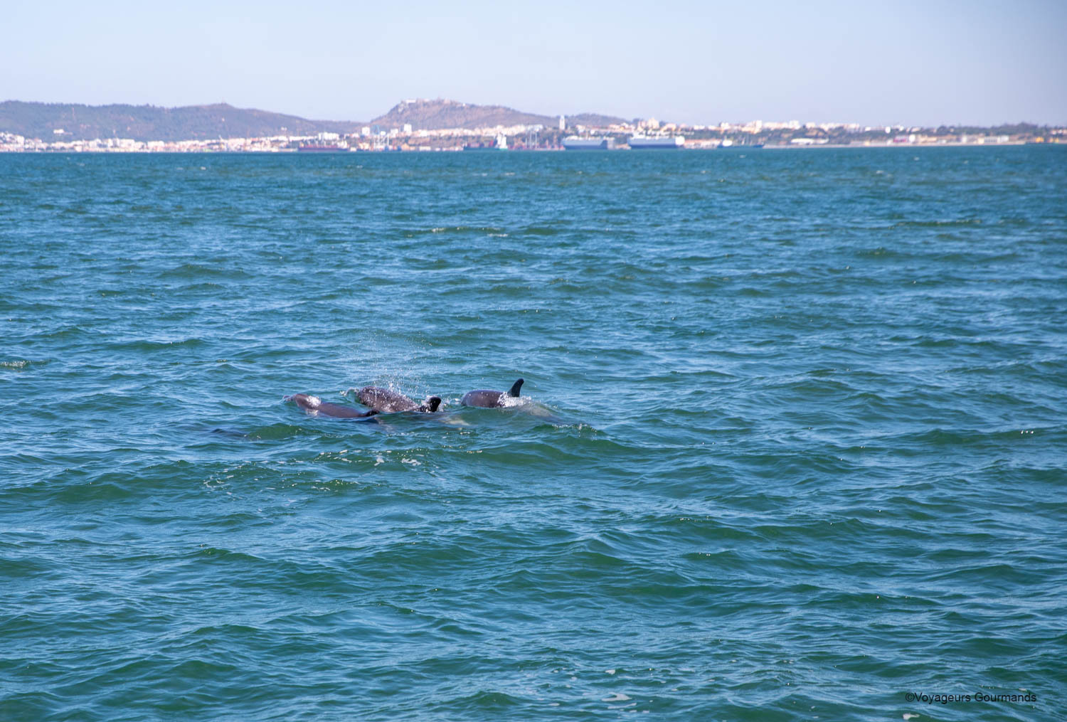 dauphins a setubal 13