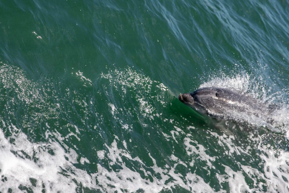 dauphins a setubal 14