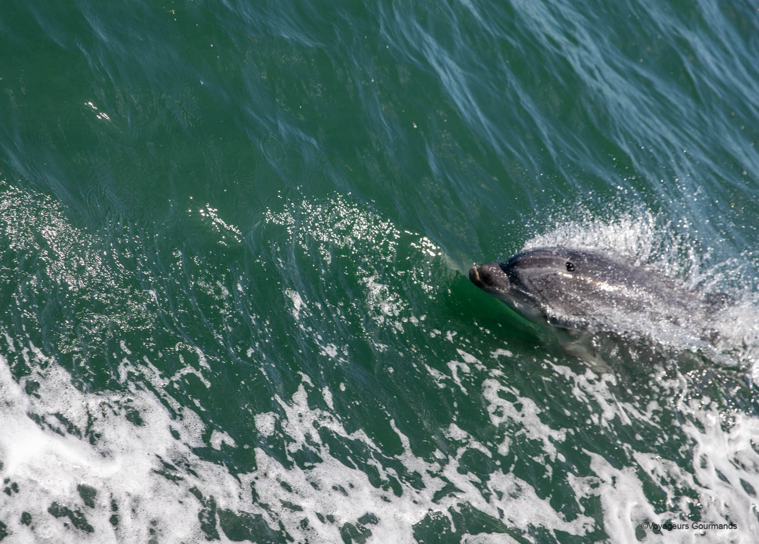 Observation des dauphins à Setúbal : notre expérience inoubliable depuis Lisbonne