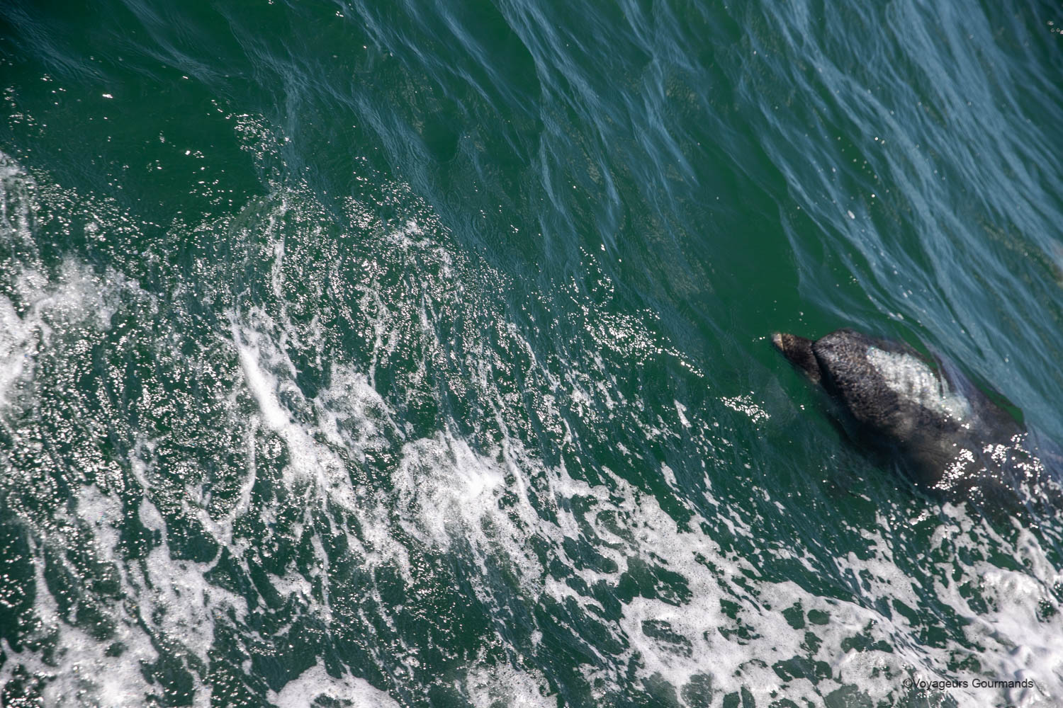 dauphins a setubal 15