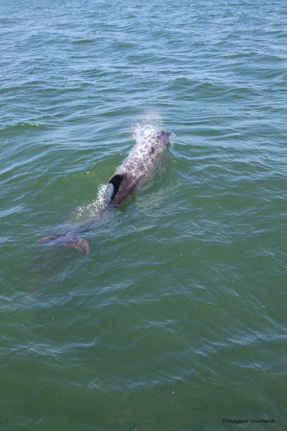 dauphins a setubal 6