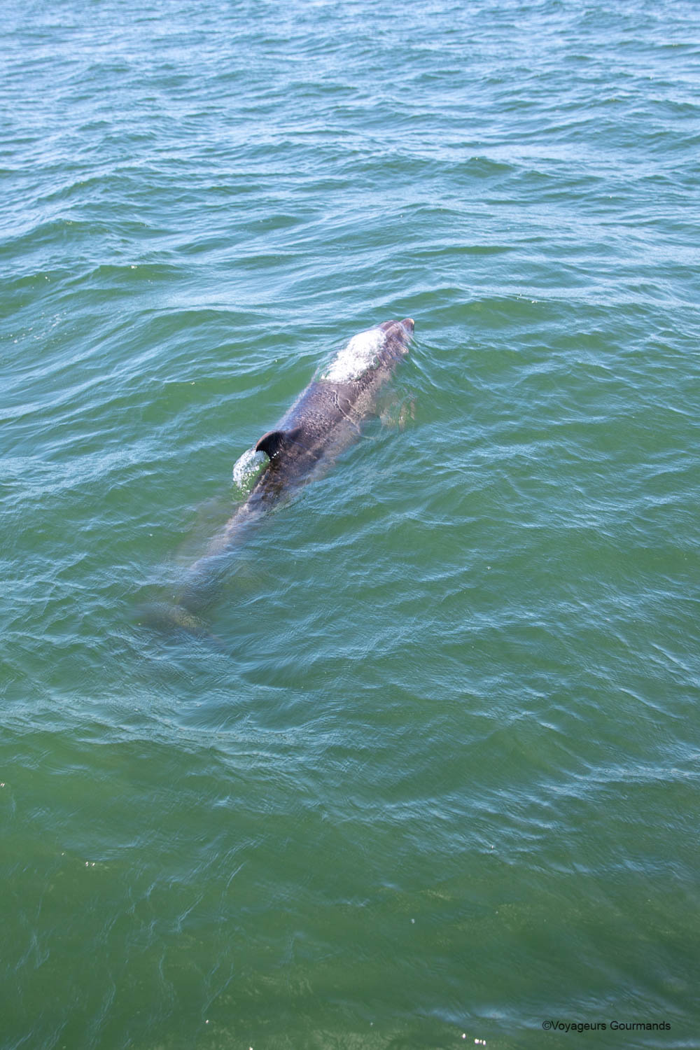 dauphins a setubal 7