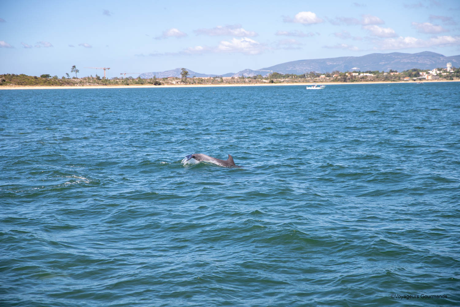 dauphins a setubal 8