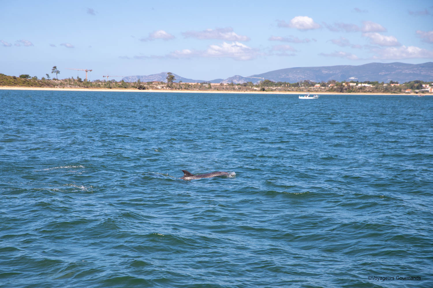 dauphins a setubal 9