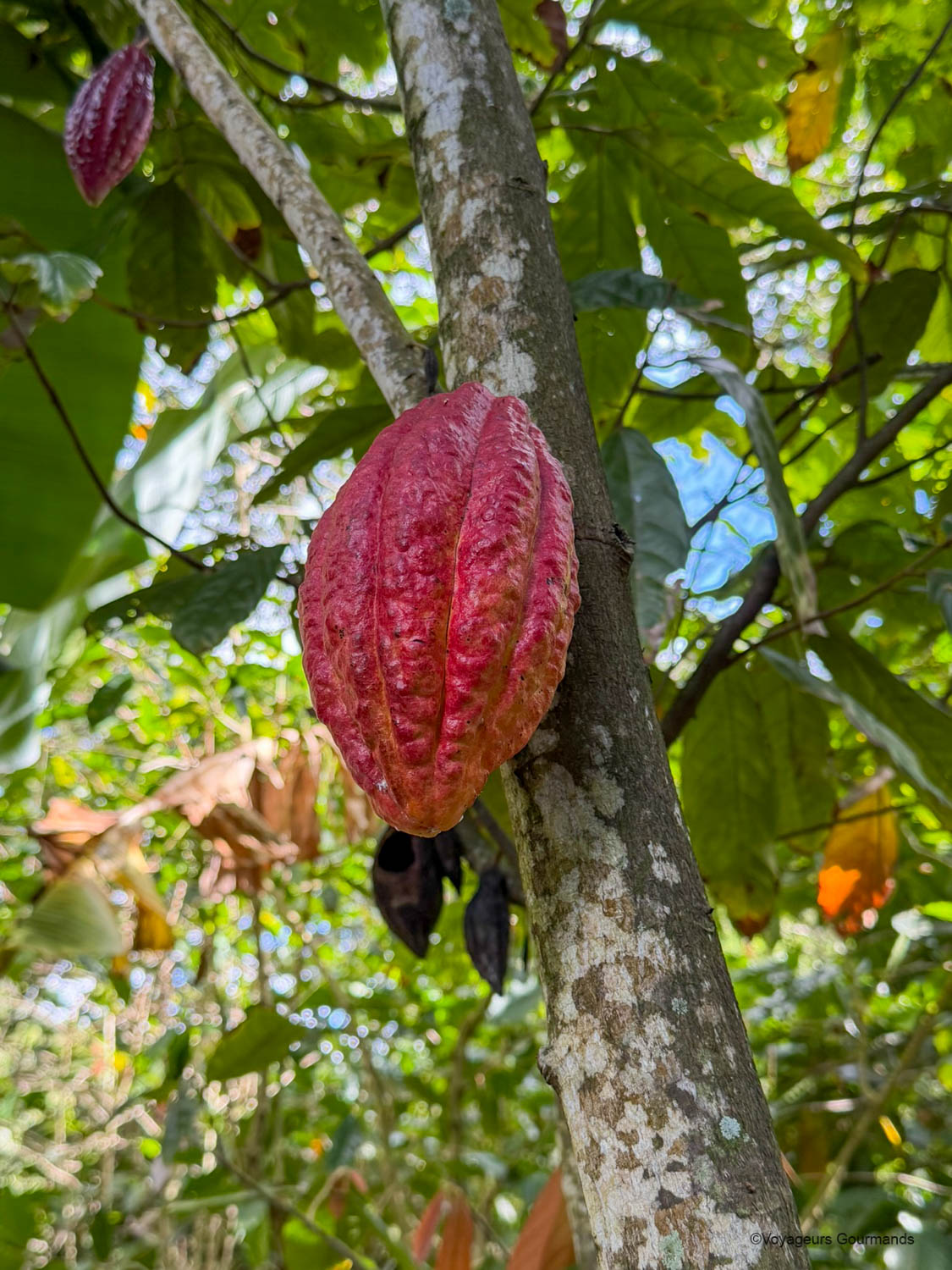 Domaine de Vanibel Guadeloupe