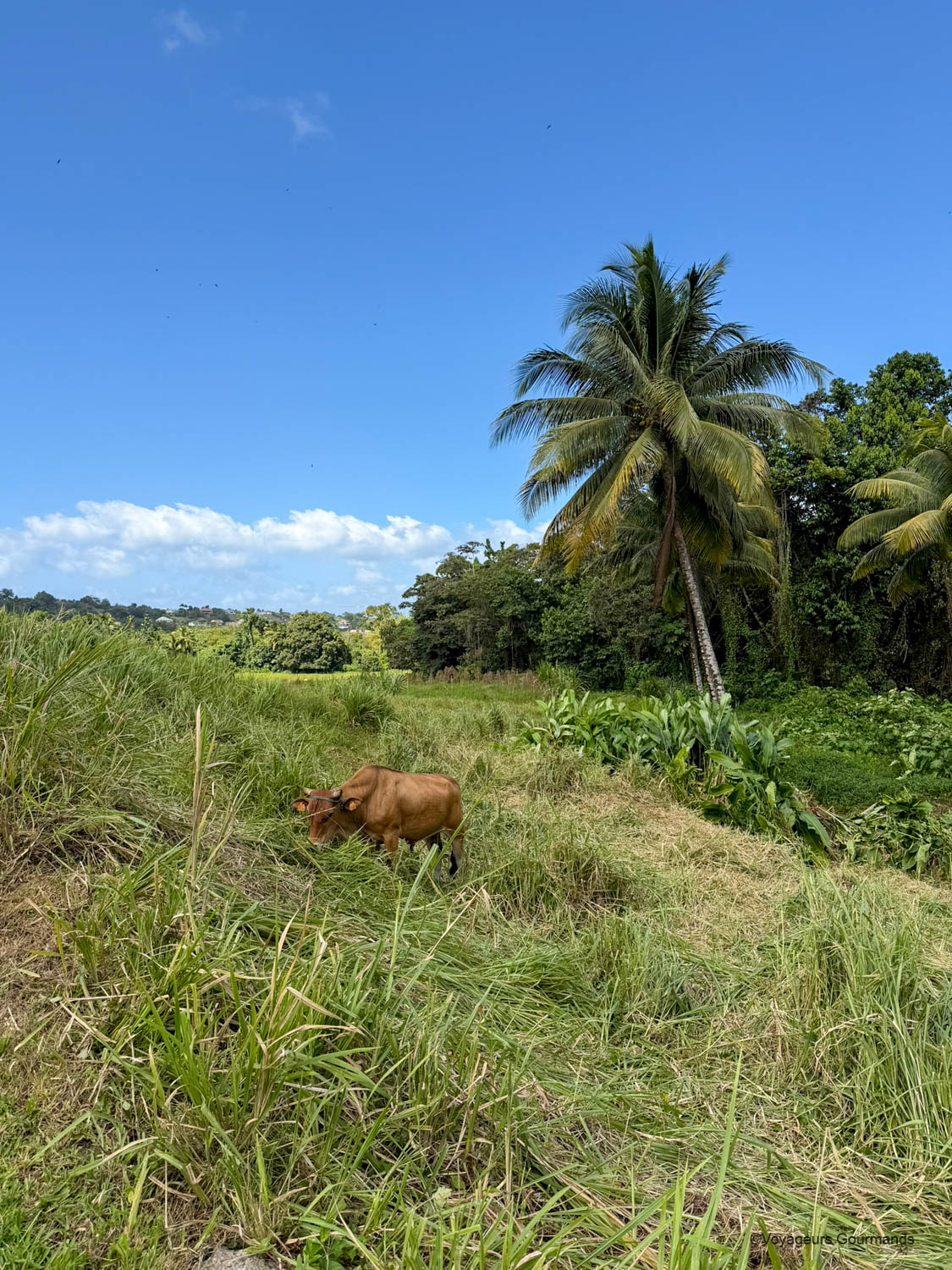 itineraire en guadeloupe