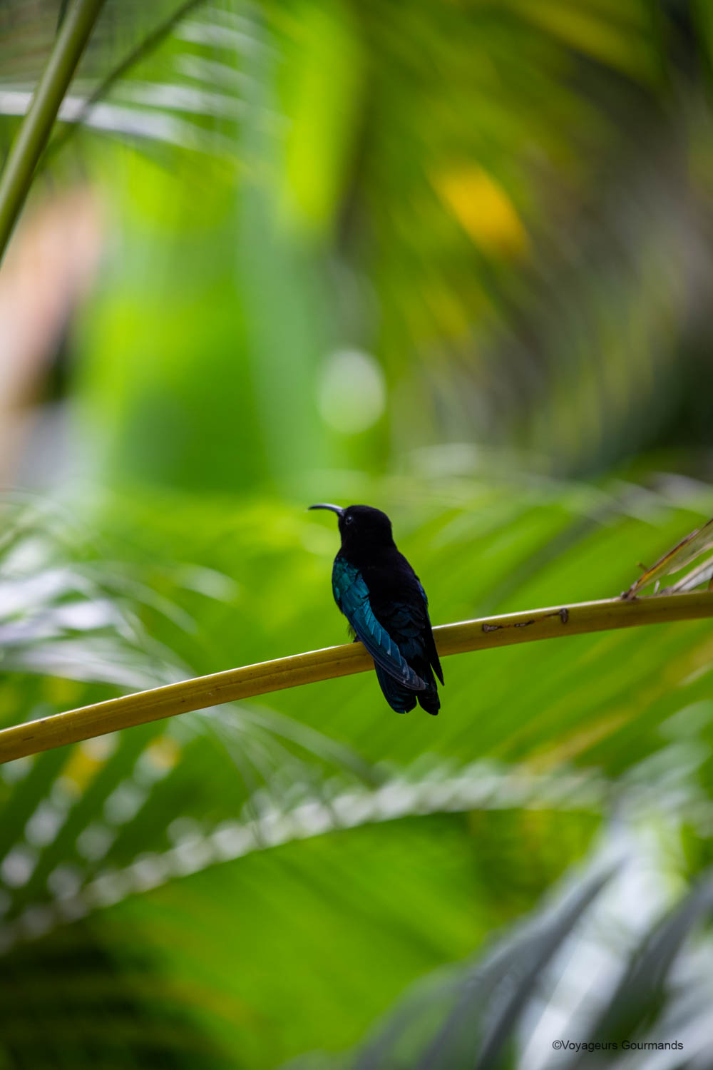 ou dormir en guadeloupe jardin des colibris