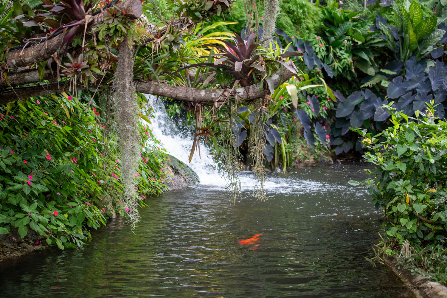 jardin botanique de deshaies