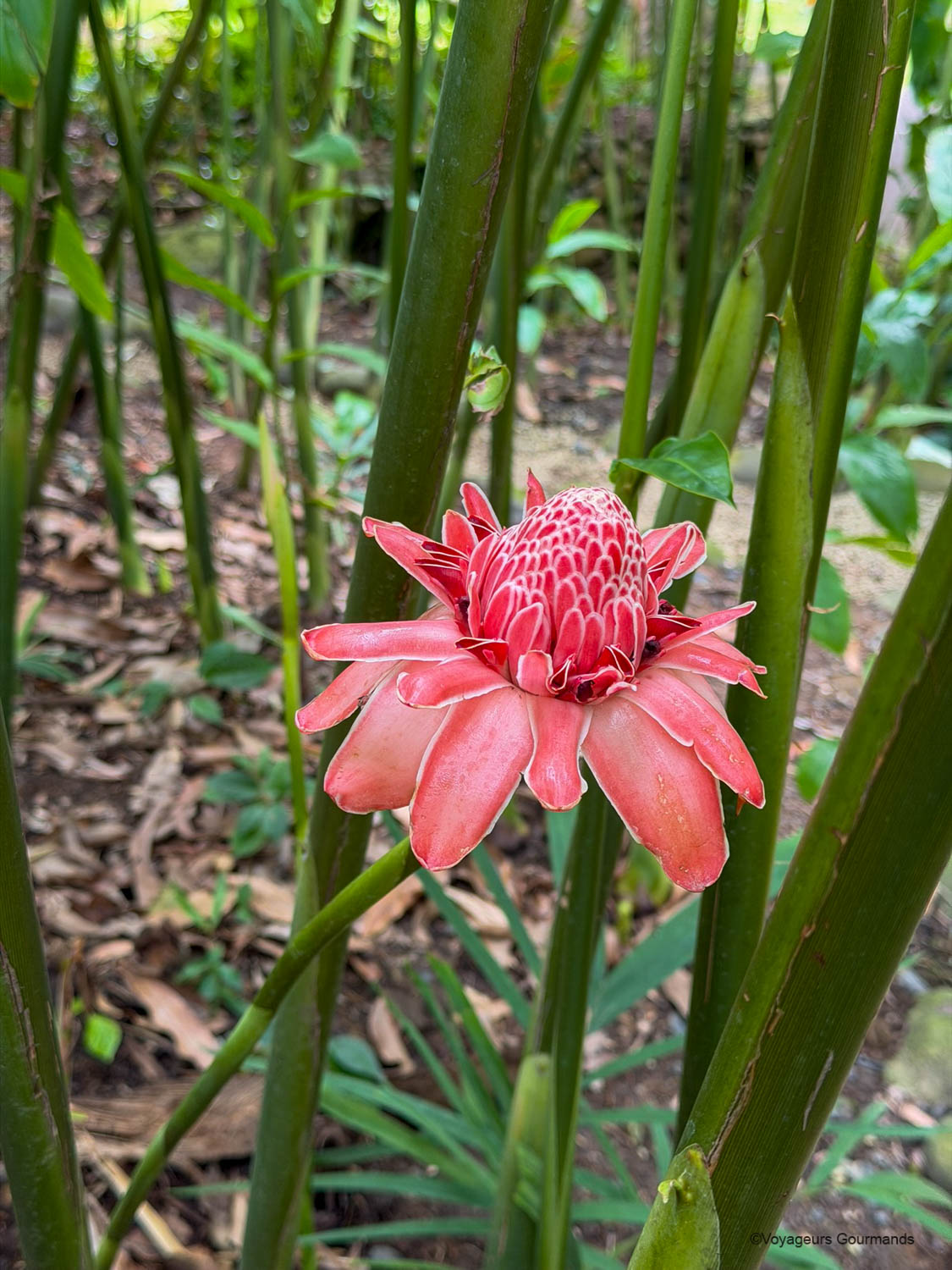 jardin botanique de deshaies