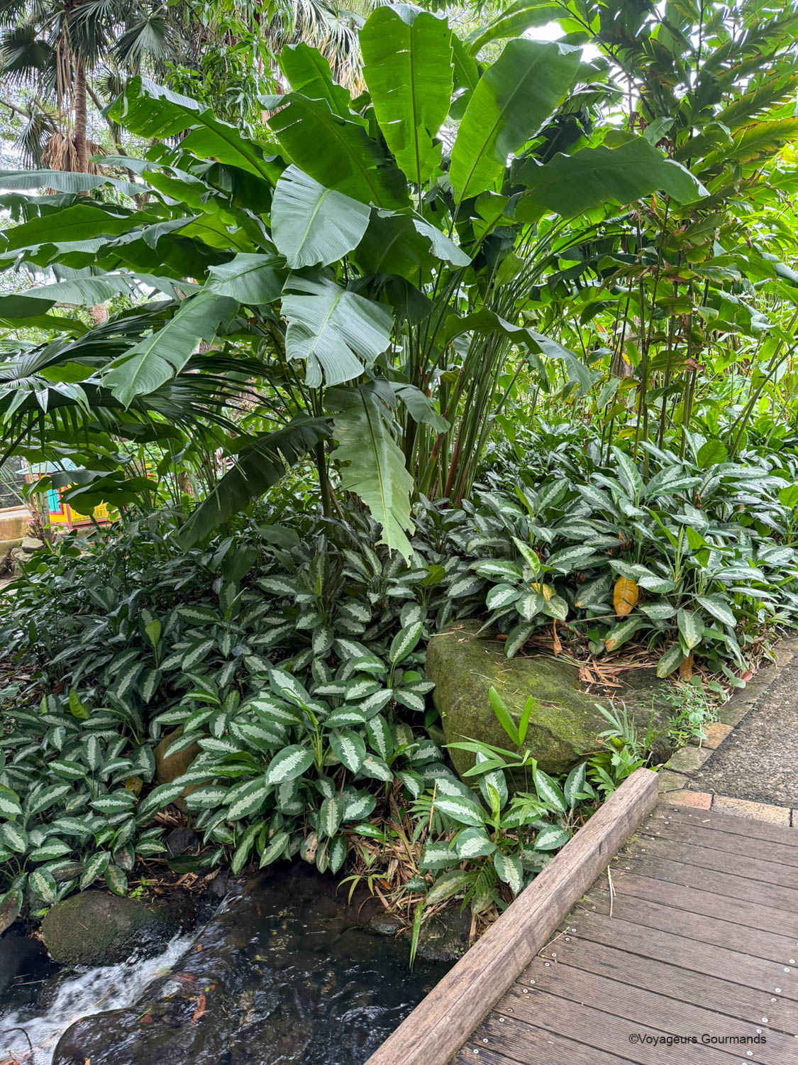 jardin botanique de deshaies
