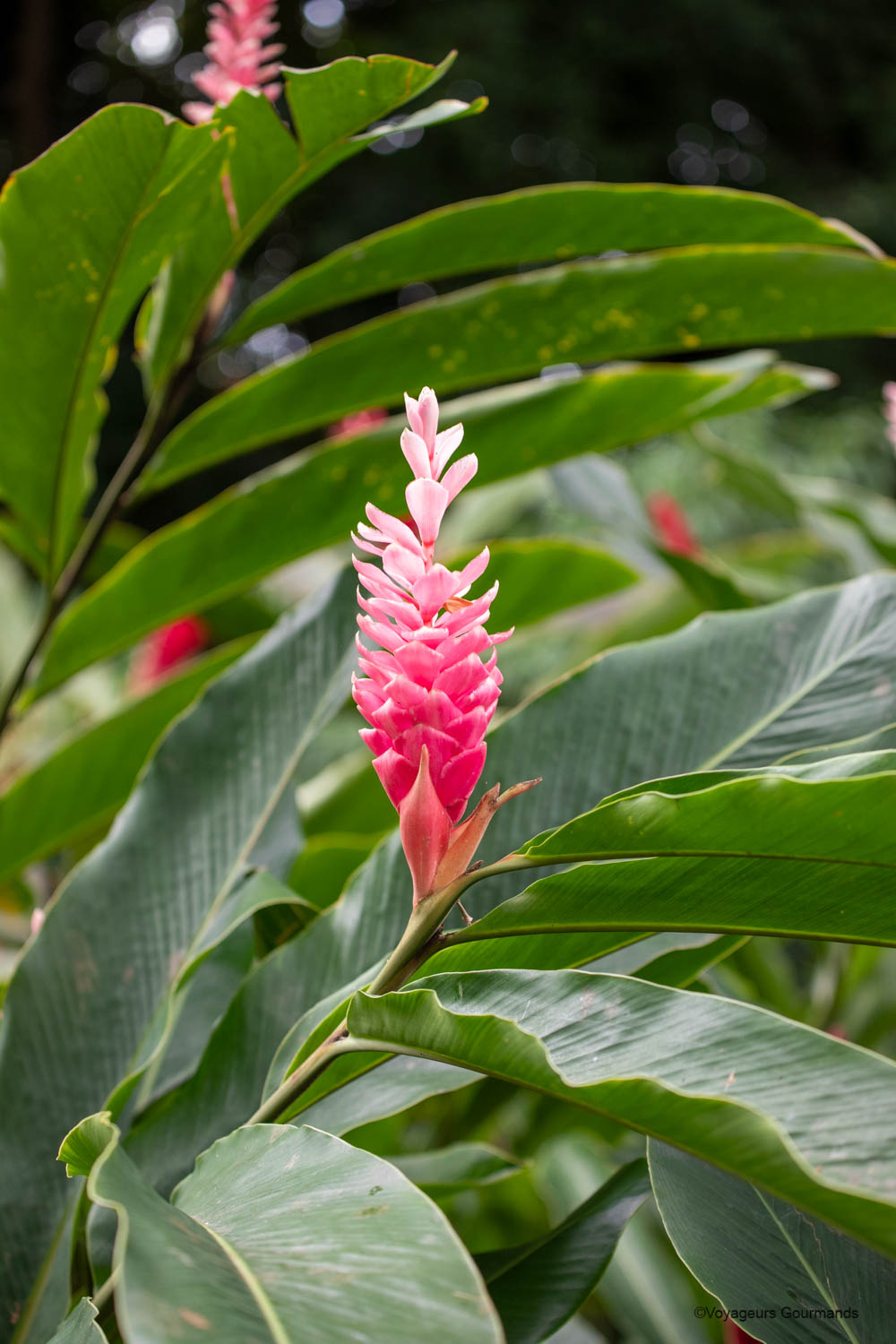jardin botanique de deshaies