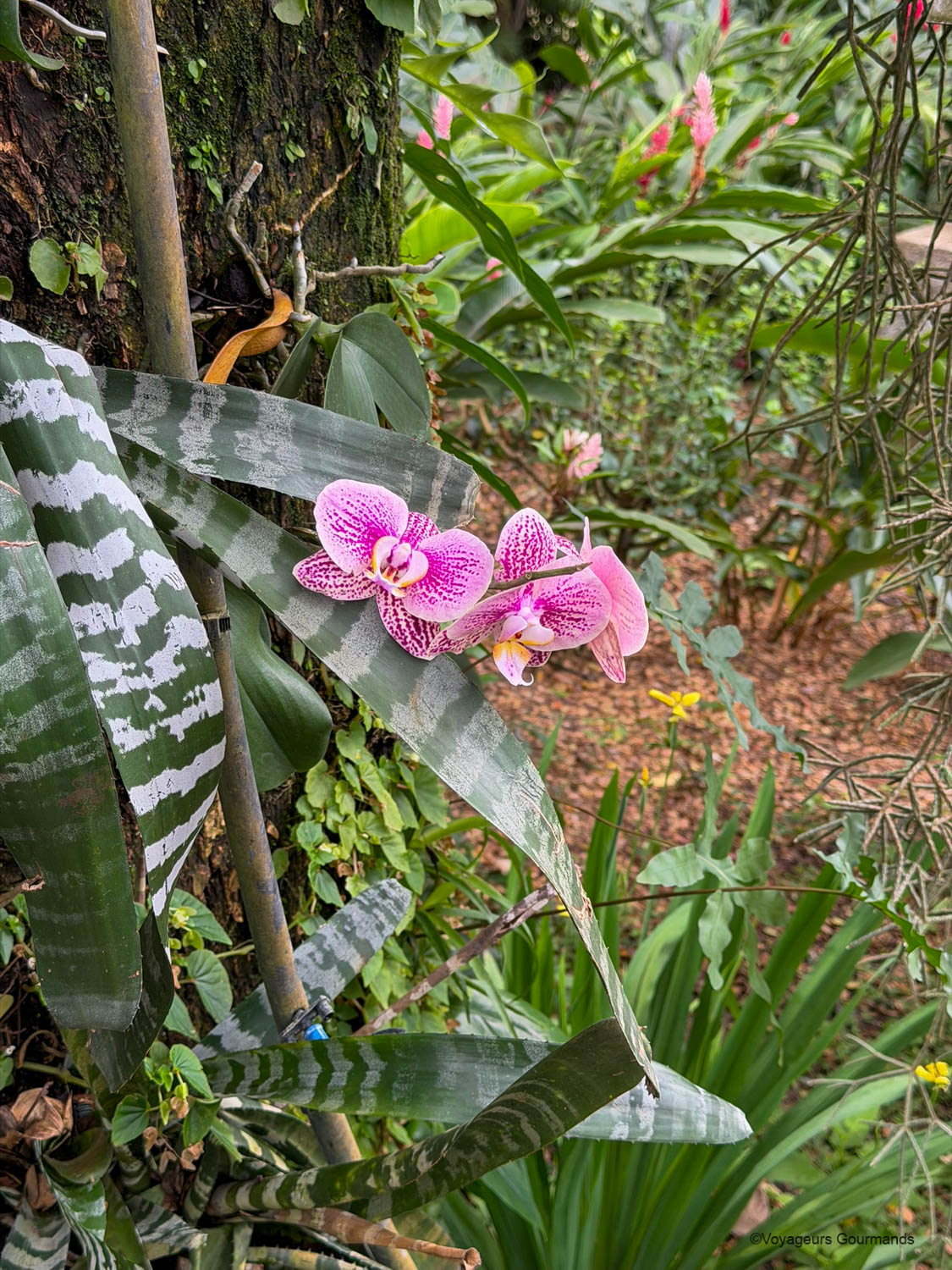 jardin botanique de deshaies