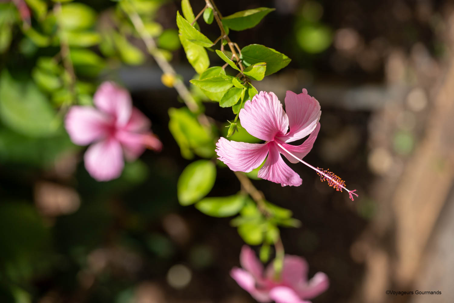jardin botanique de deshaies