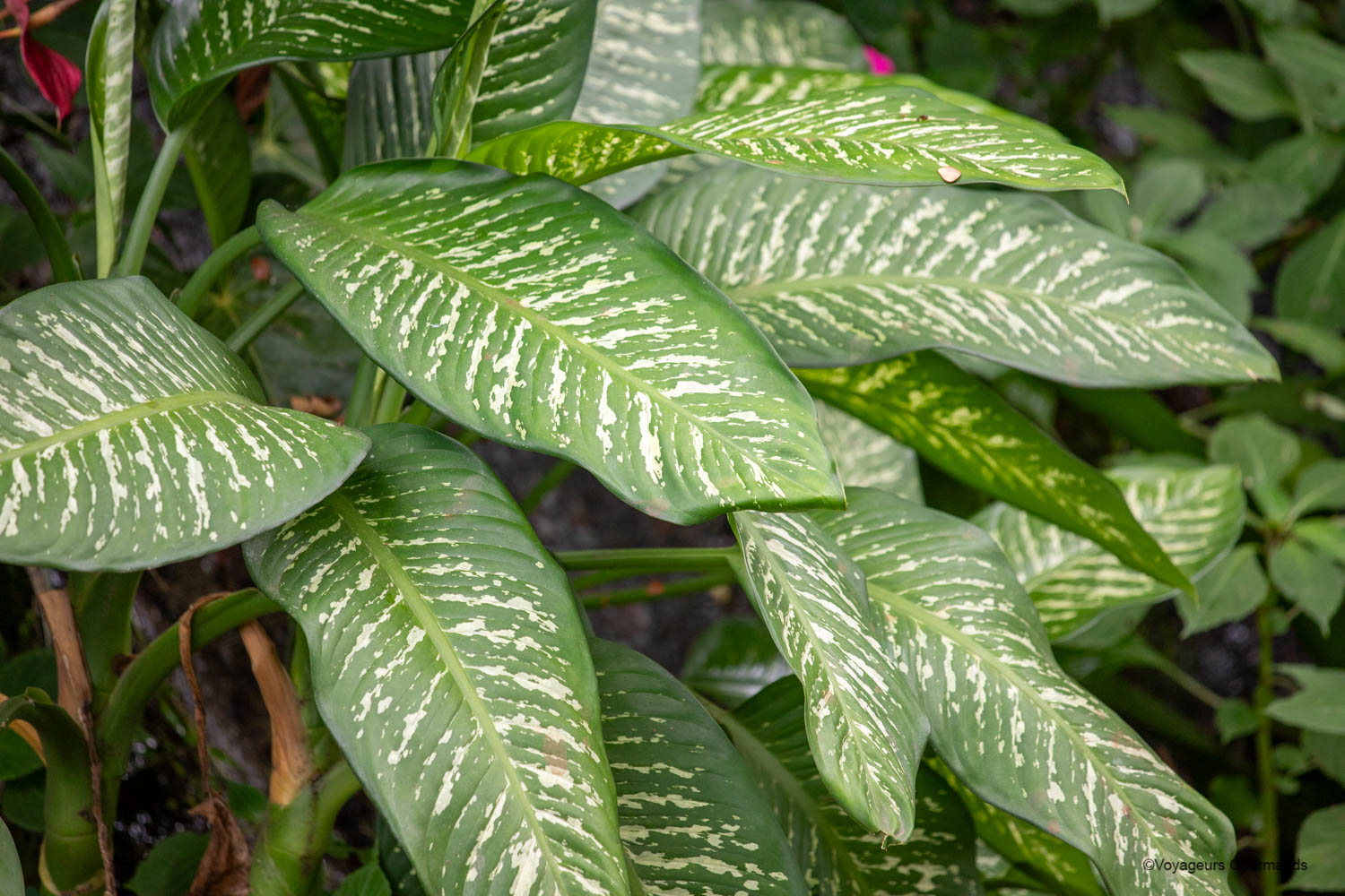 jardin botanique de deshaies