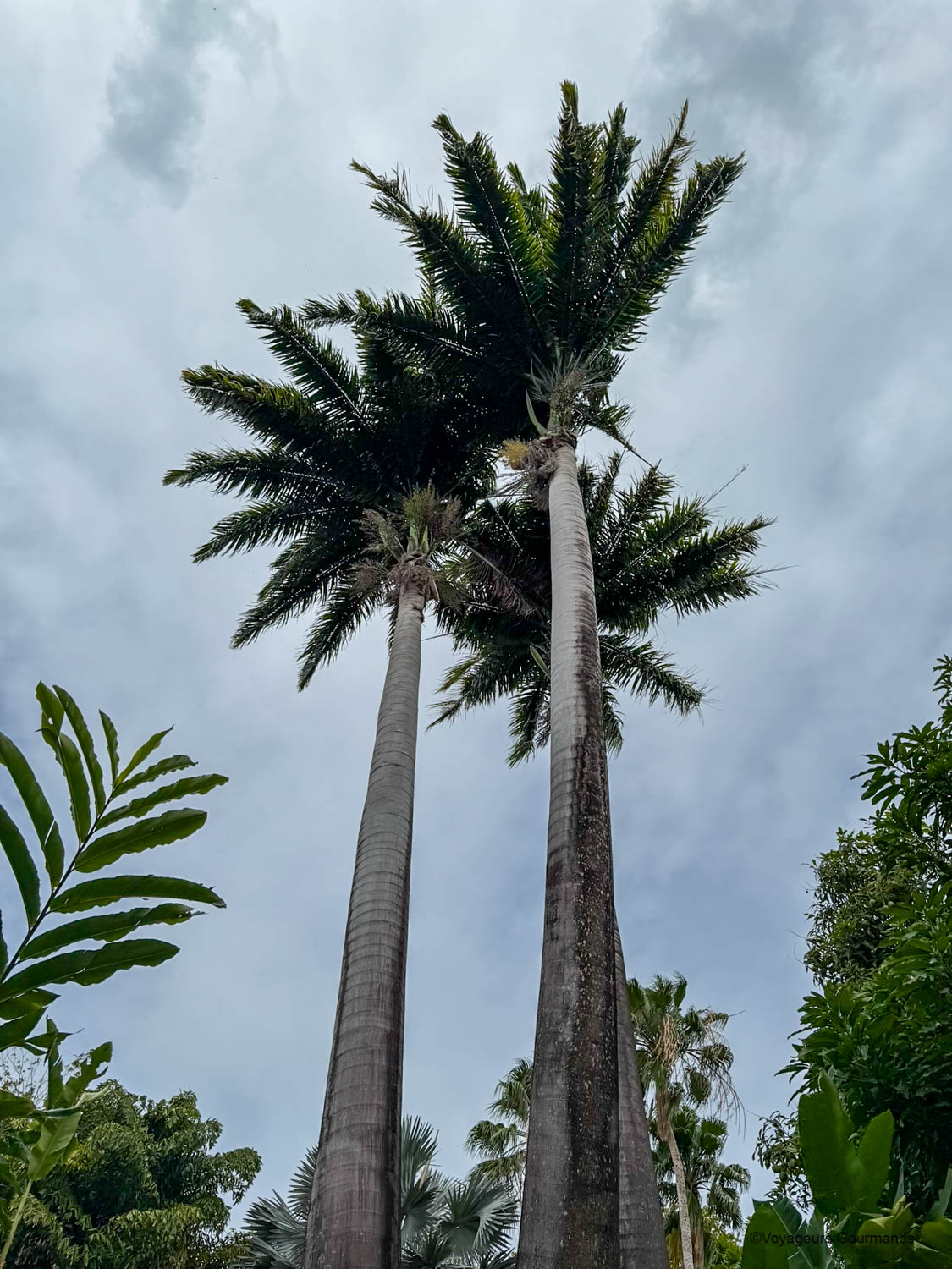 jardin botanique de deshaies
