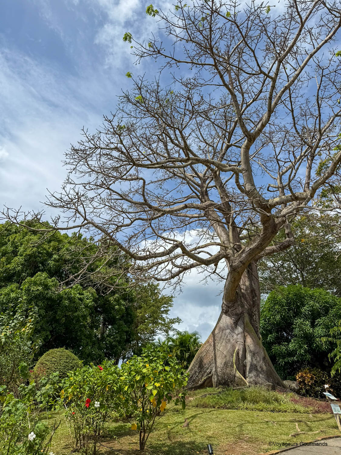 jardin botanique de deshaies