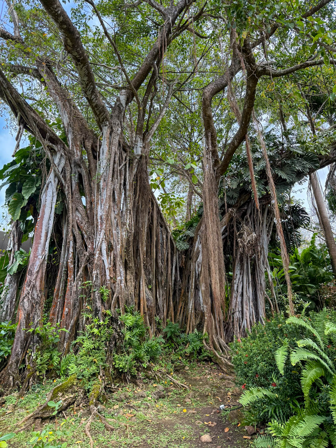 jardin botanique de deshaies