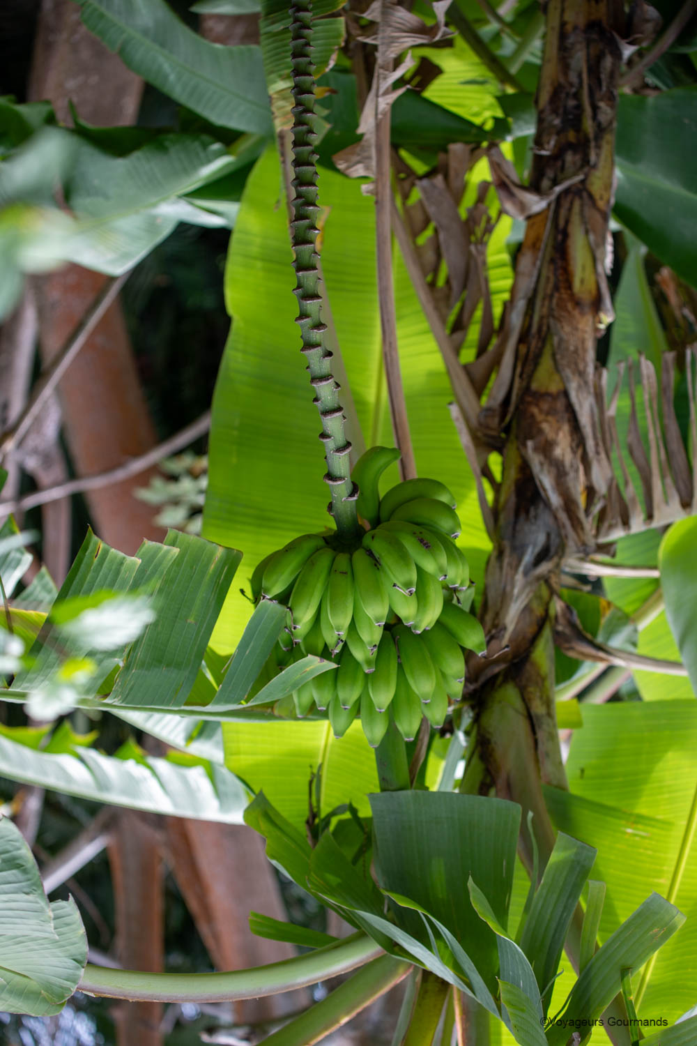 jardin botanique de deshaies