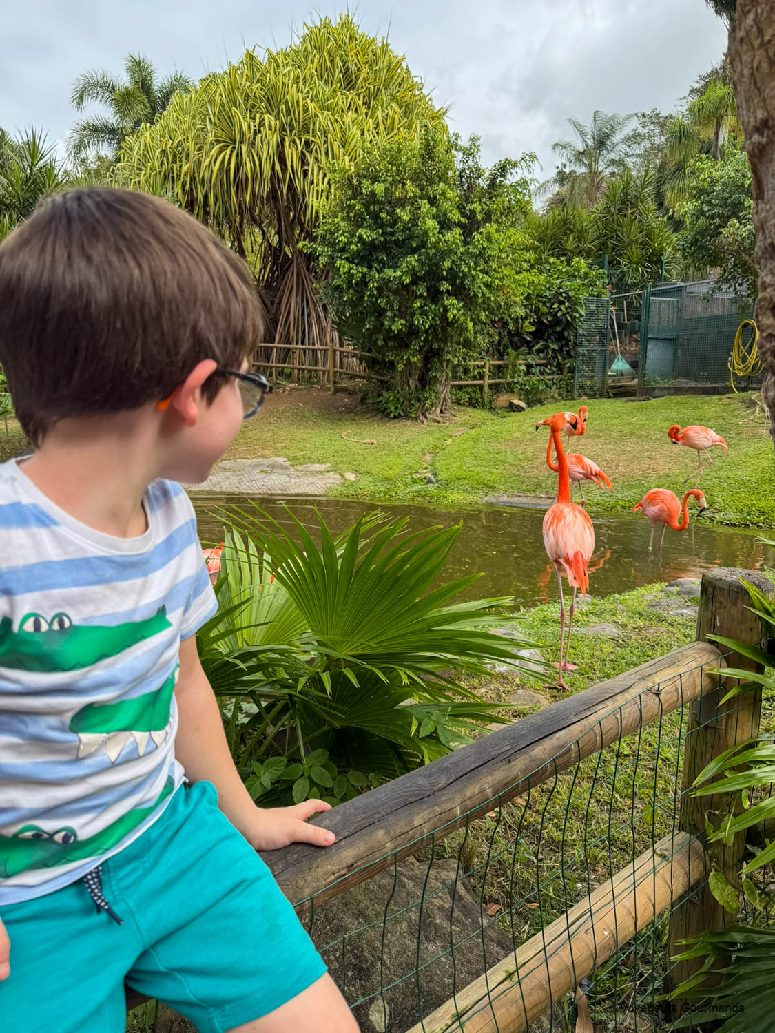 jardin botanique de deshaies