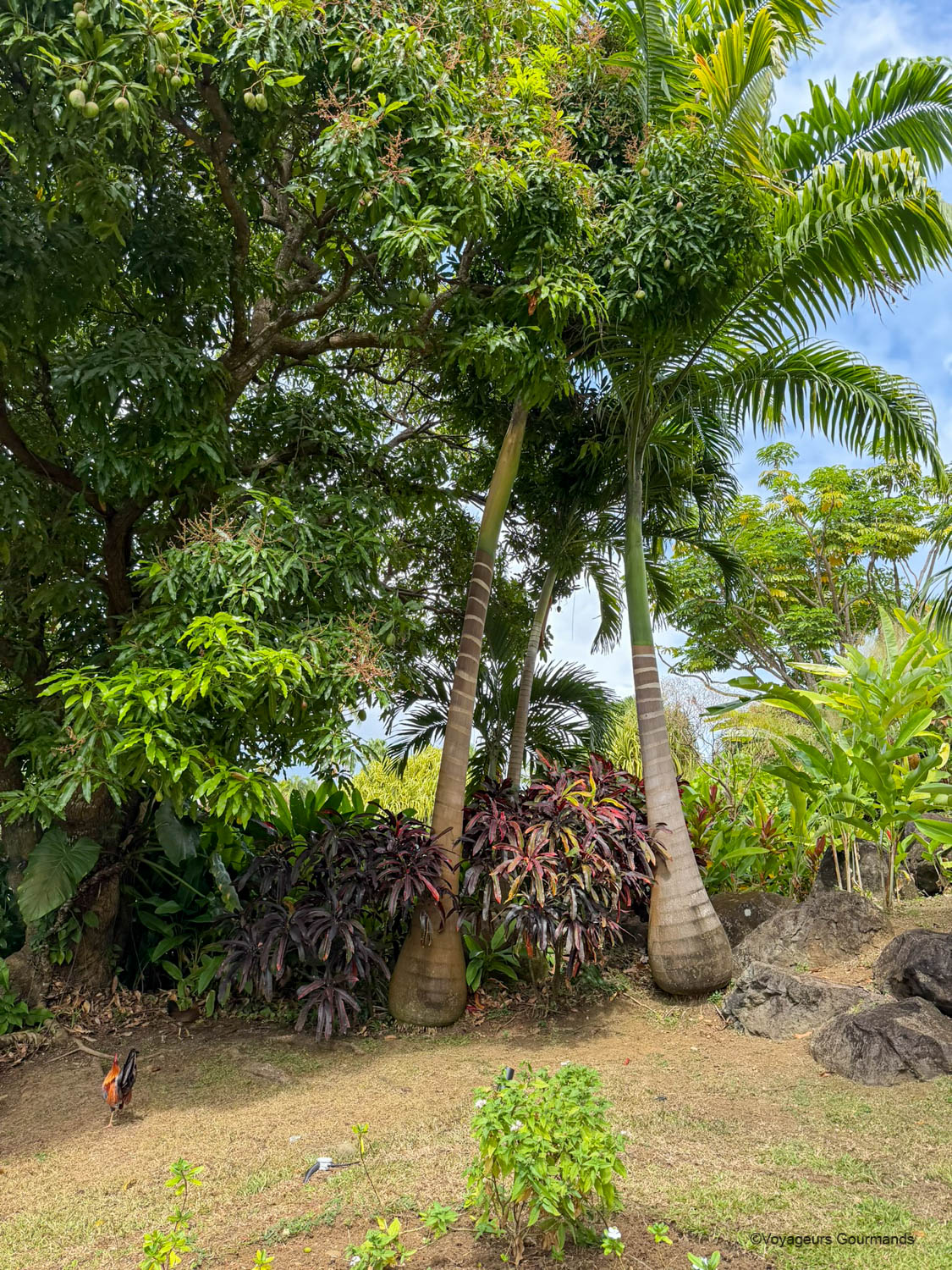 jardin botanique de deshaies