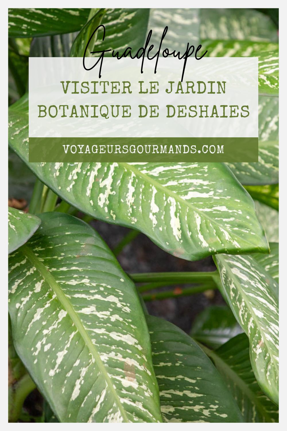Jardin Botanique de Deshaies