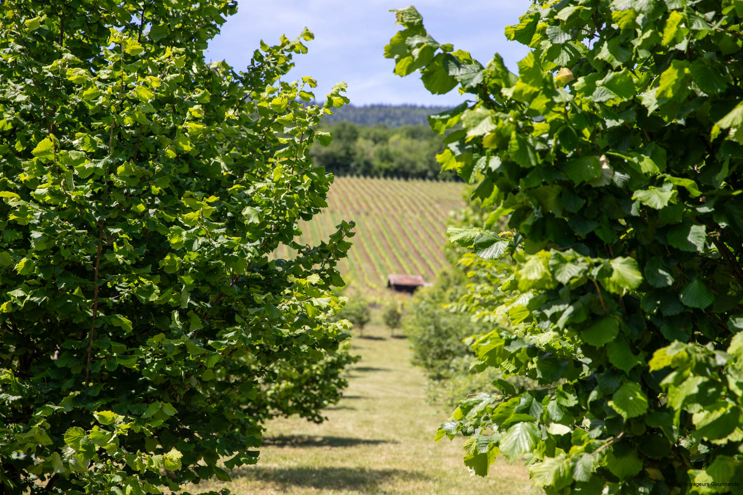 truffiere de bonvillars