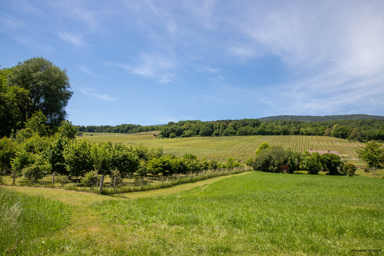 truffiere de bonvillars