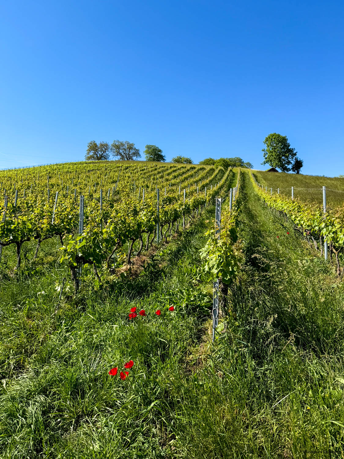 vignobles vaudois