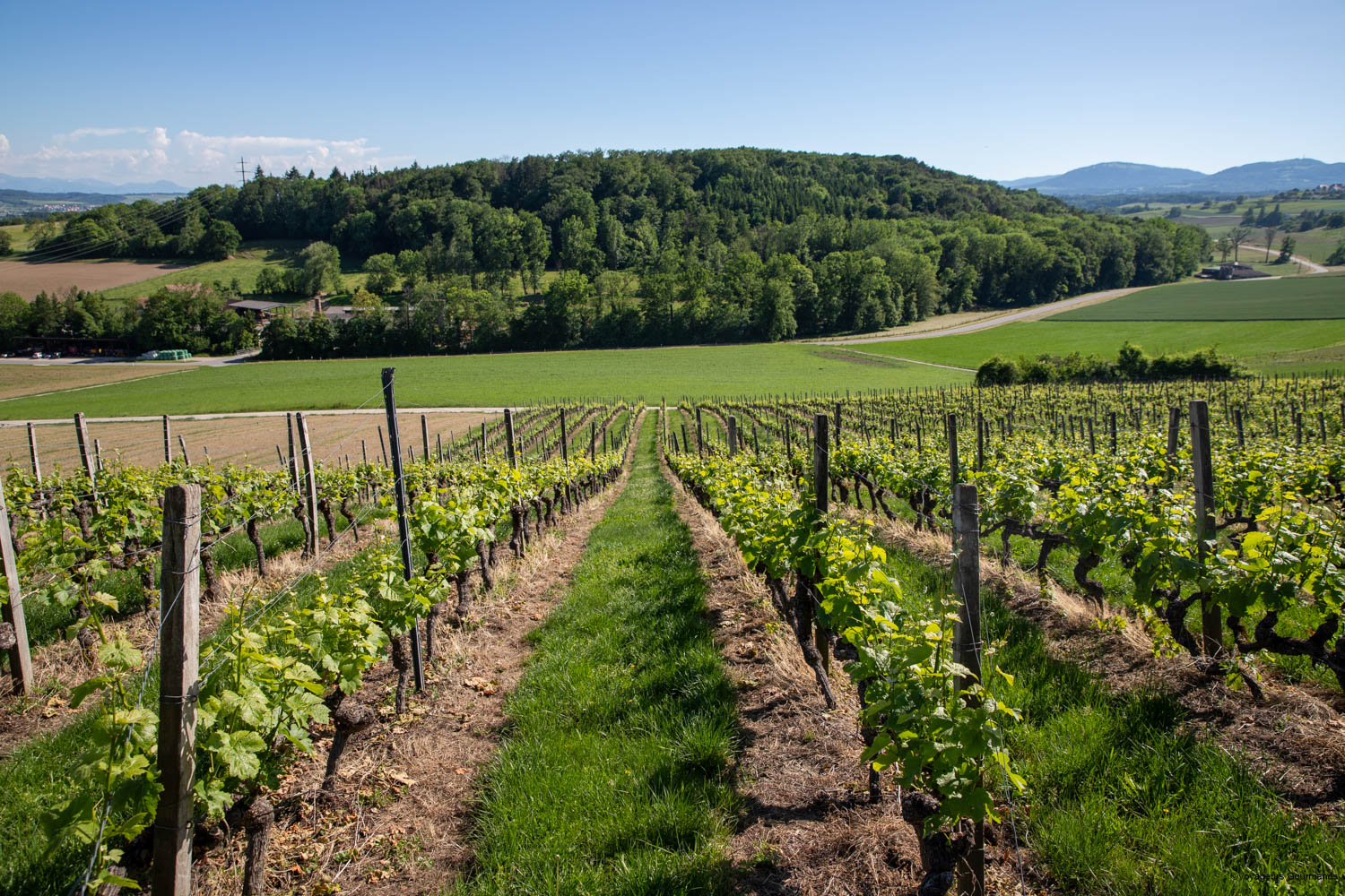 vignobles vaudois