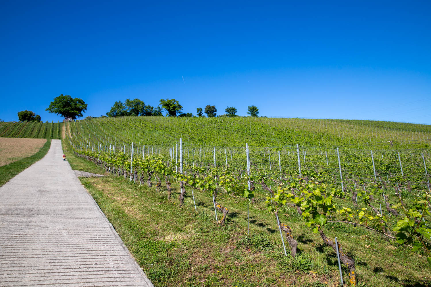 vino rando mathod