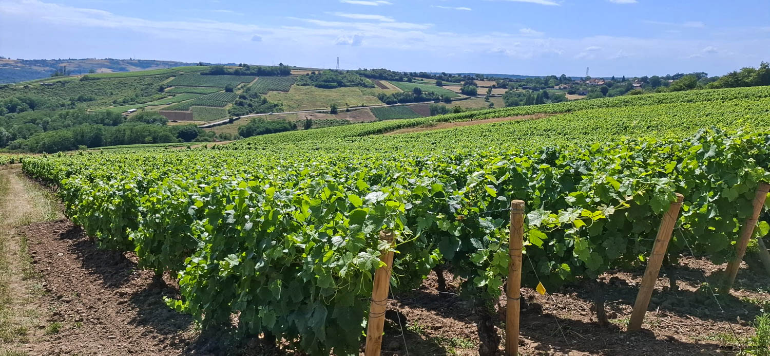 Que faire en Saône-et-Loire : itinéraire gourmand de 3 jours entre Chalon-sur-Saône et le Morvan