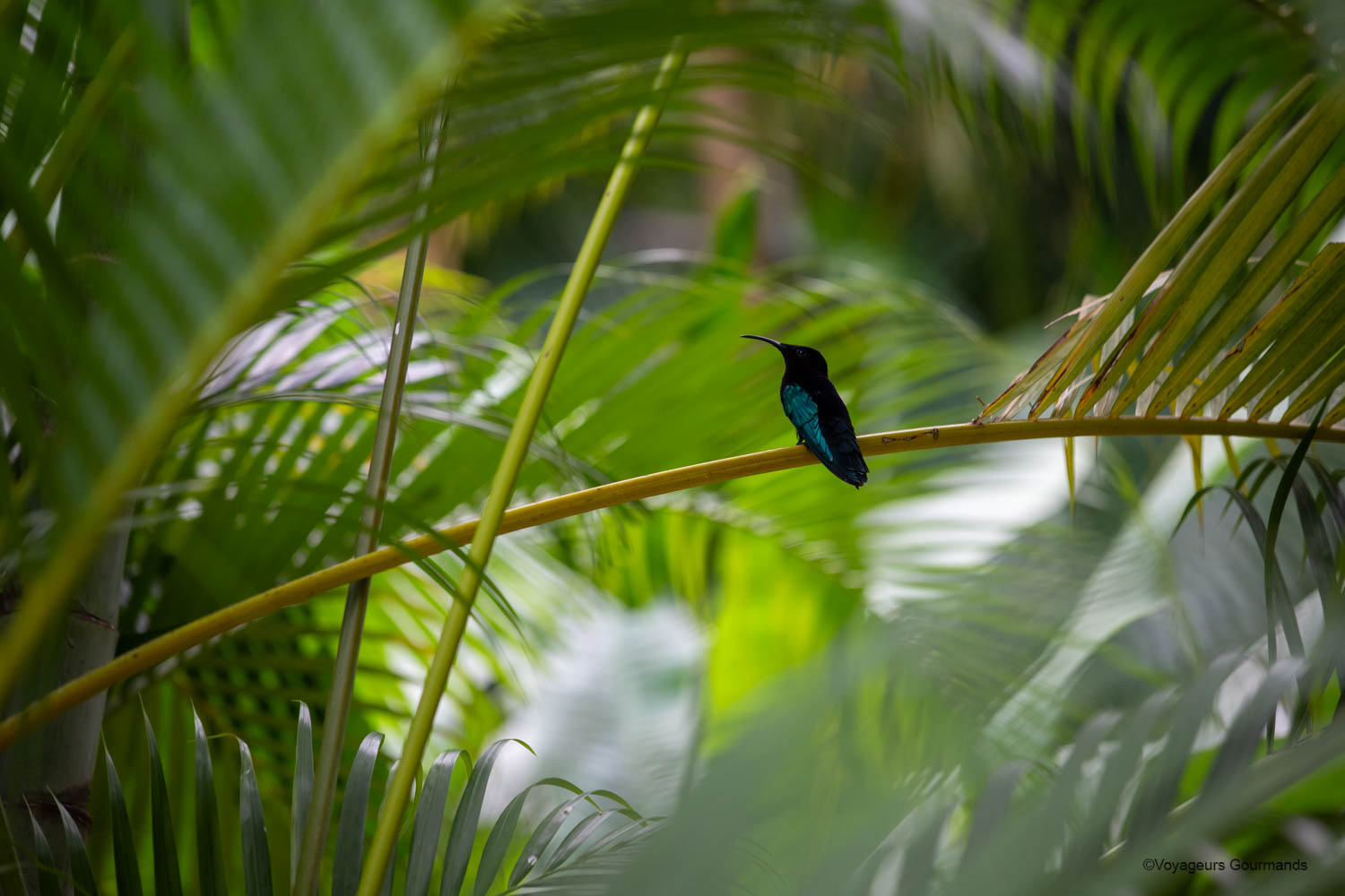 Le Jardin des Colibris à Deshaies : notre avis sur cet écolodge en Guadeloupe
