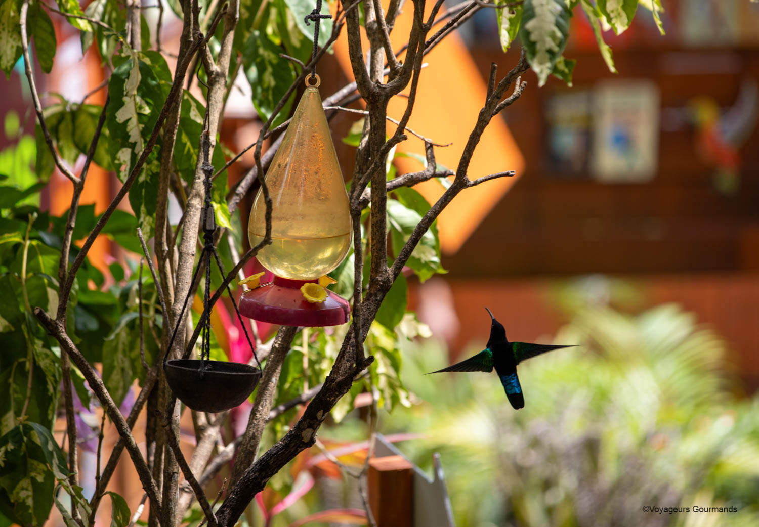 Abreuvoir à colibris dans le jardin à Deshaies