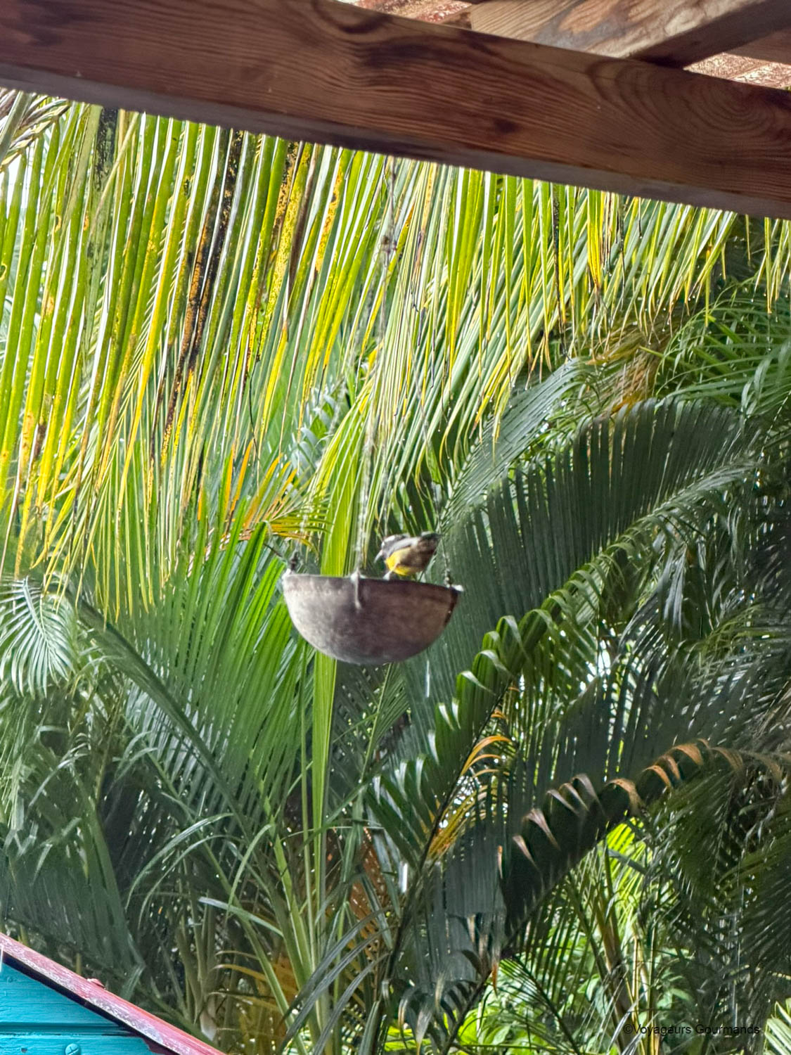 Sucriers venant boire dans une coco accrochée sur la terrasse d’An Eol Caraïbes