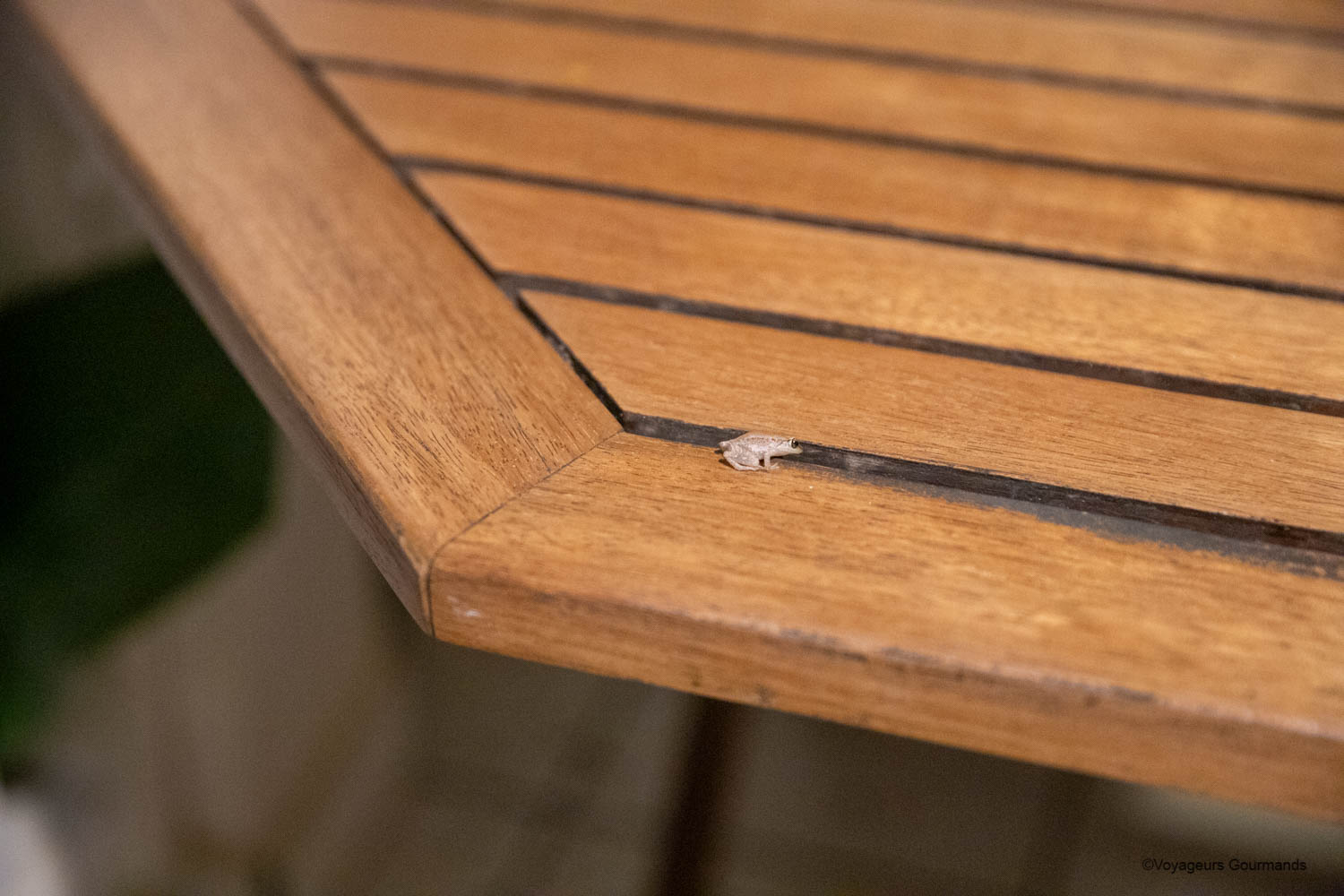 Rainette sur la table de la terrasse au Jardin des Colibris à Deshaies